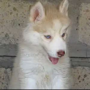 1-3 months Male Purebred Maltese