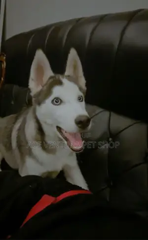 Photo - 3-6 months Male Purebred Siberian Husky