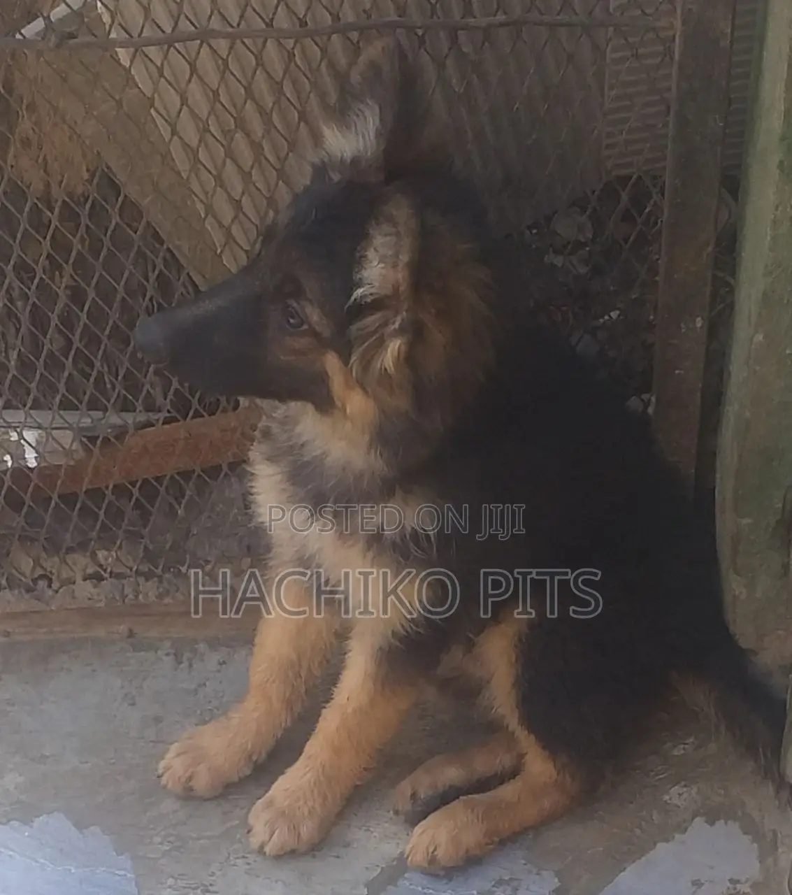 1-3 months Female Purebred German Shepherd