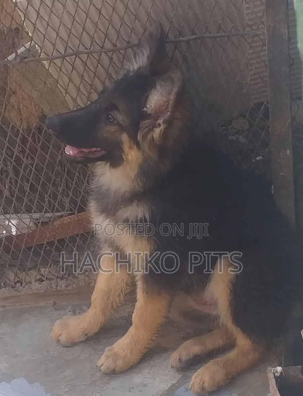 1-3 months Male Purebred German Shepherd