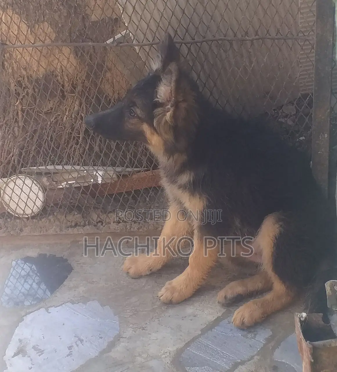 1-3 months Female Purebred German Shepherd
