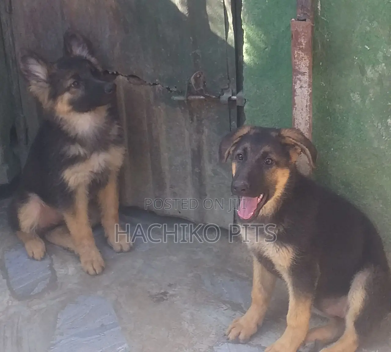 1-3 months Male Purebred German Shepherd