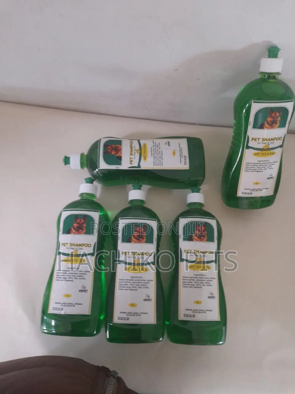 0-1 month Male Purebred Chinese Shar-Pei