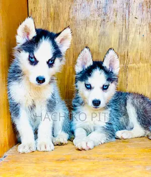 Photo - 1-3 months Male Purebred Siberian Husky