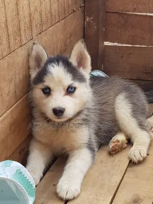Photo - 1-3 months Male Purebred Siberian Husky