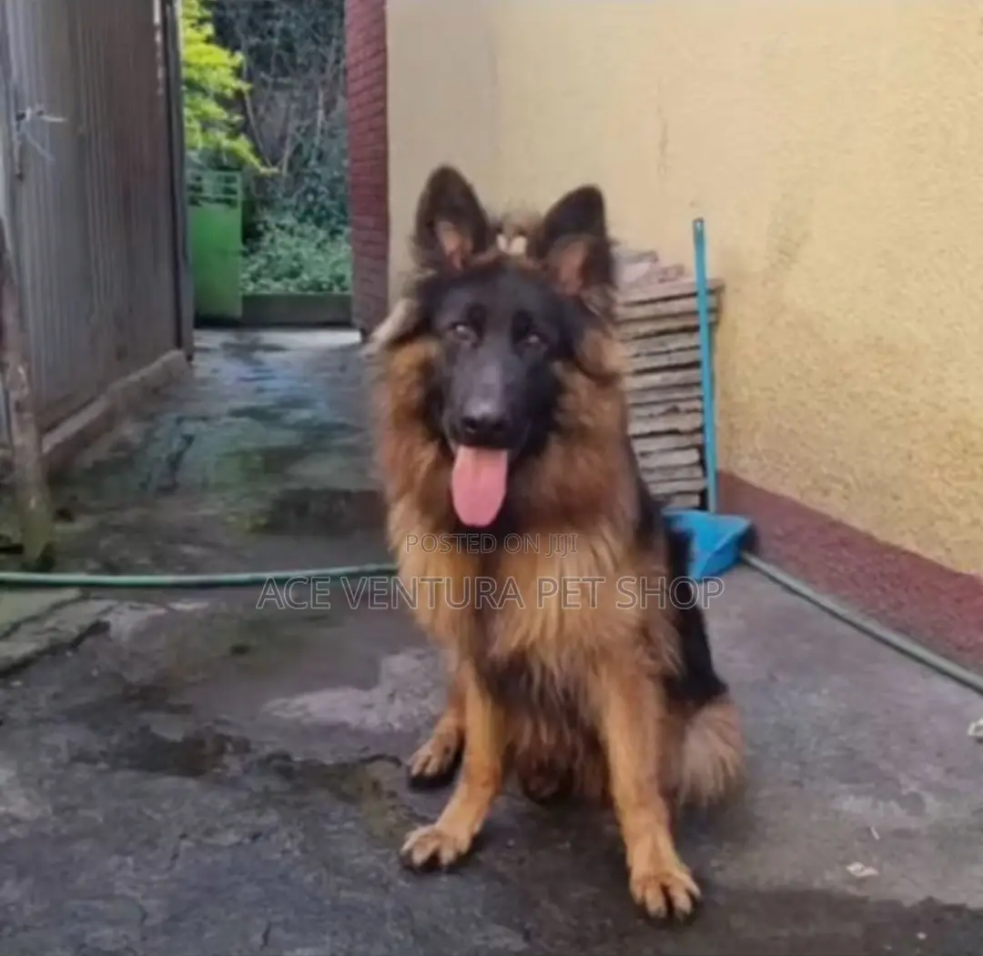 1-3 months Male Purebred German Shepherd