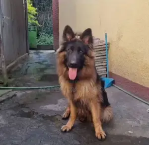 Photo - 1-3 months Male Purebred German Shepherd