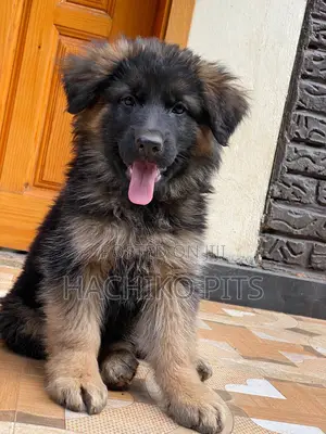 Photo - 1-3 months Male Purebred German Shepherd