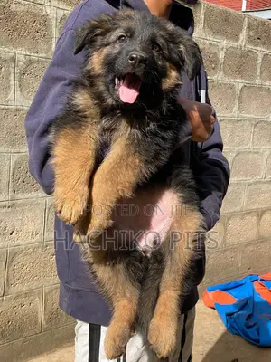 Photo - 1-3 months Male Purebred German Shepherd