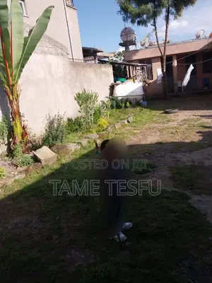 2bdrm House in Yeka Kotobe for sale