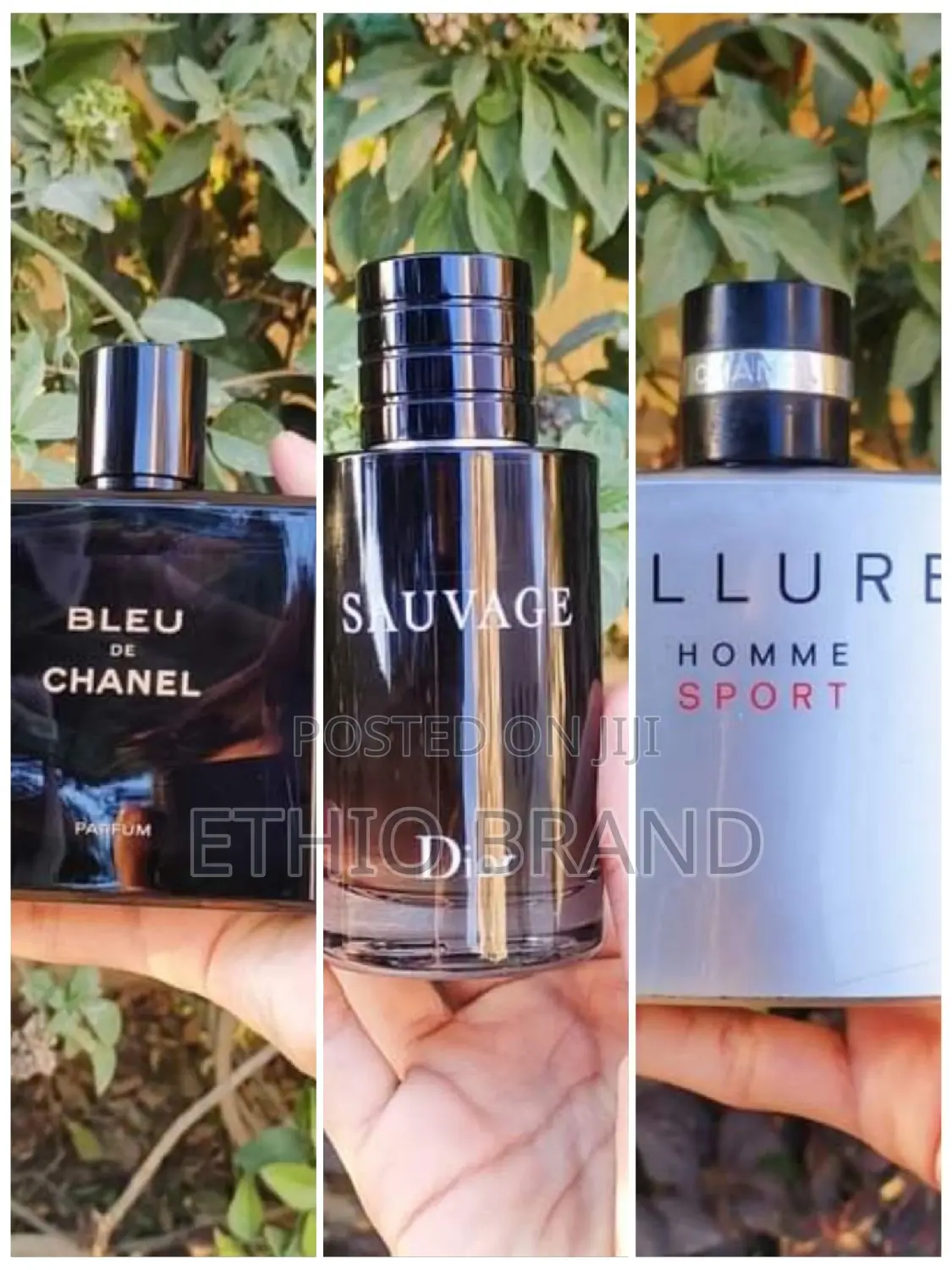 Classic Fragrances in Time