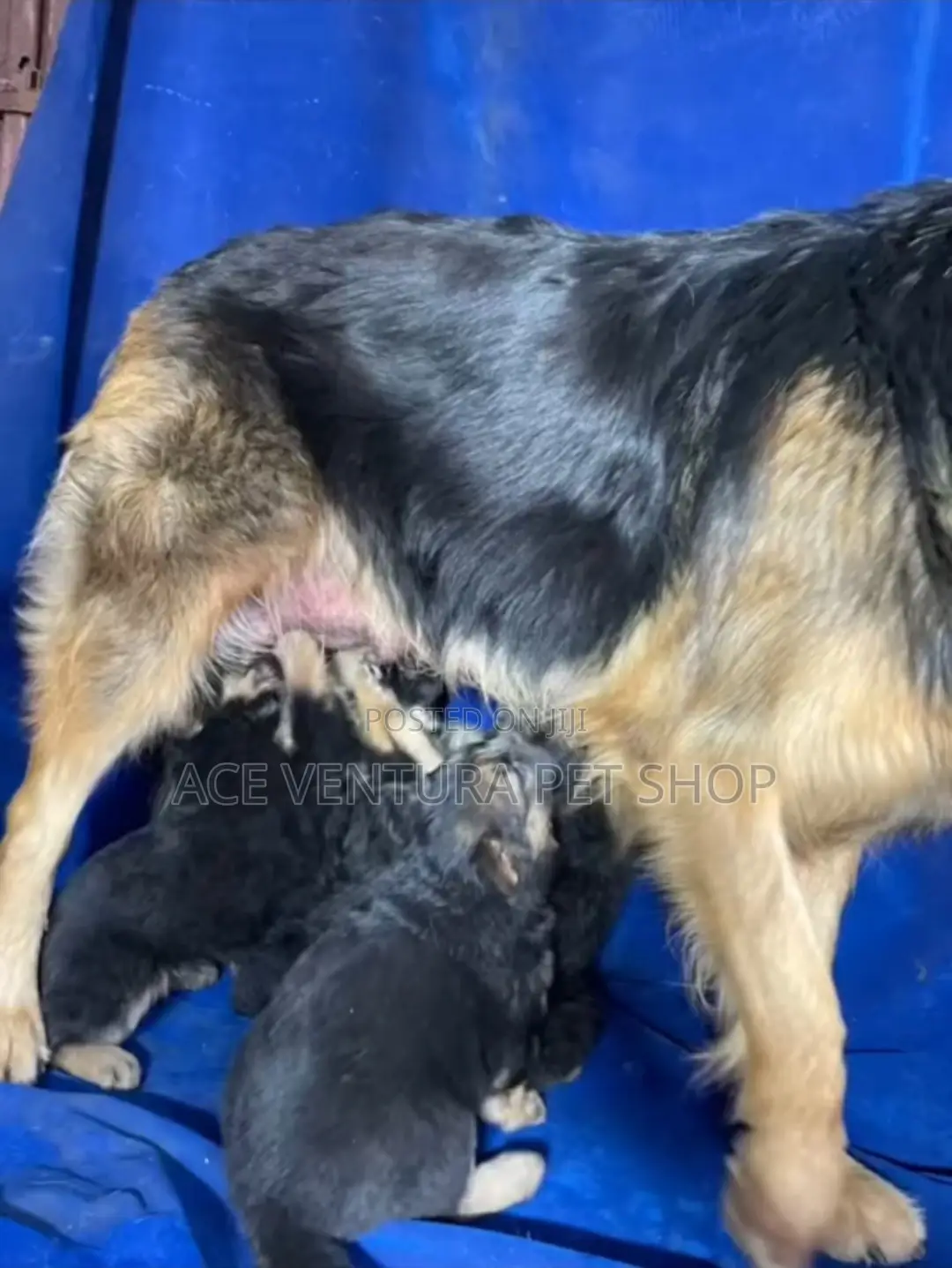 1-3 months Male Purebred German Shepherd