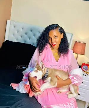 Photo - 1-3 months Male Purebred Siberian Husky