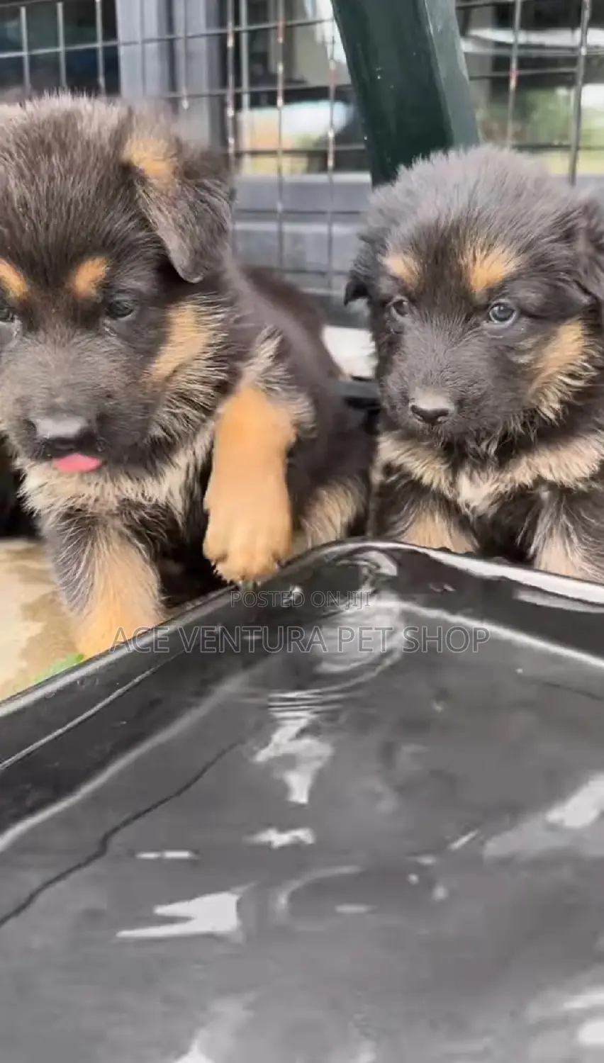 1-3 months Male Purebred German Shepherd