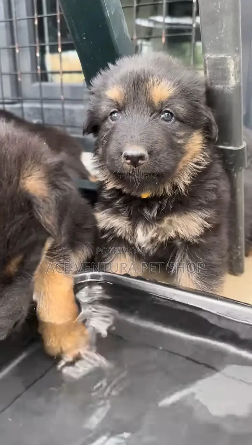 1-3 months Male Purebred German Shepherd