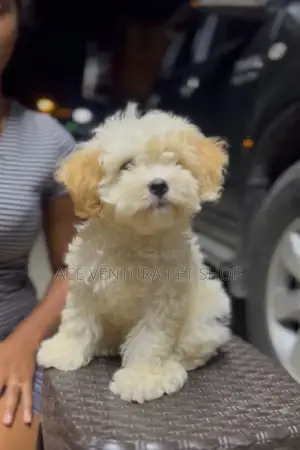 Photo - 1-3 months Male Purebred Maltese