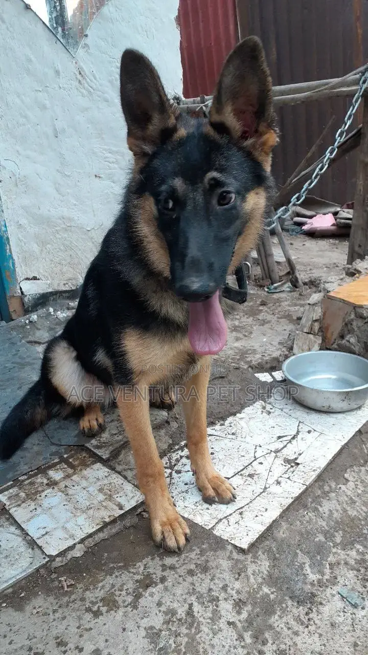 3-6 months Male Purebred German Shepherd