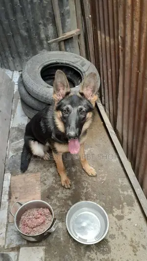 3-6 months Male Purebred German Shepherd