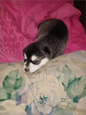 1-3 months Male Purebred Siberian Husky