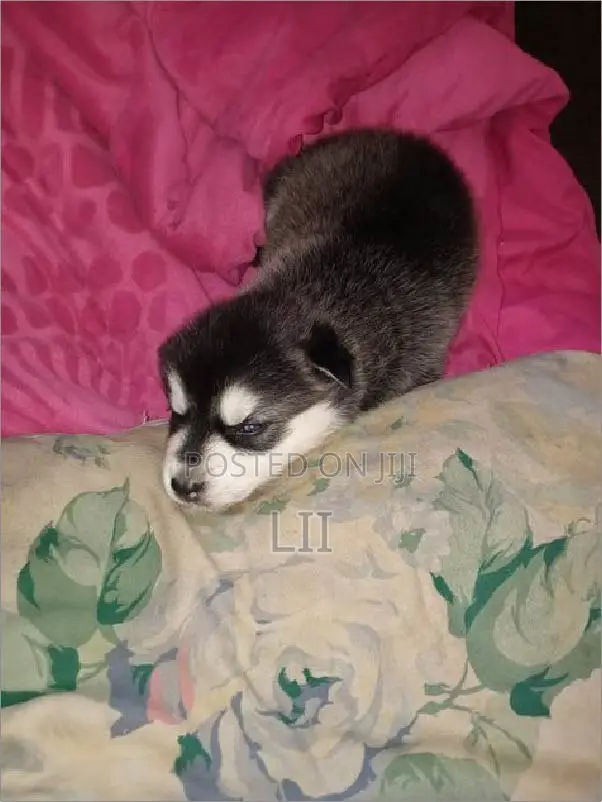 1-3 months Male Purebred Siberian Husky
