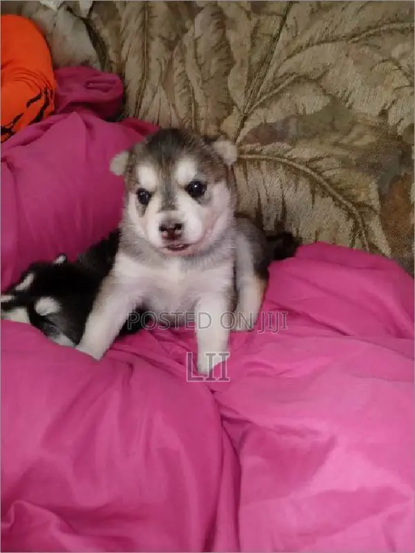 1-3 months Male Purebred Siberian Husky