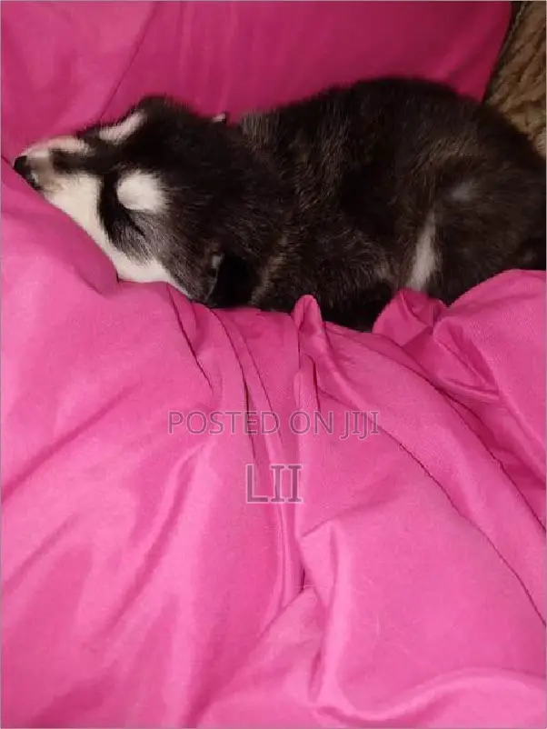 1-3 months Male Purebred Siberian Husky