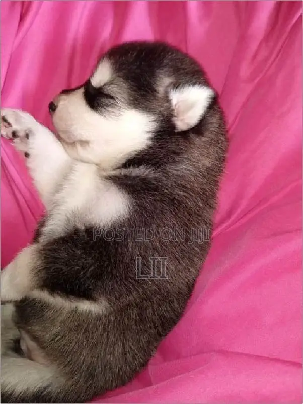 1-3 months Male Purebred Siberian Husky