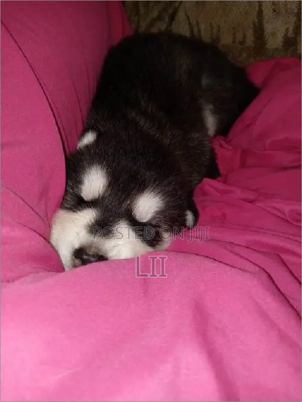 1-3 months Male Purebred Siberian Husky