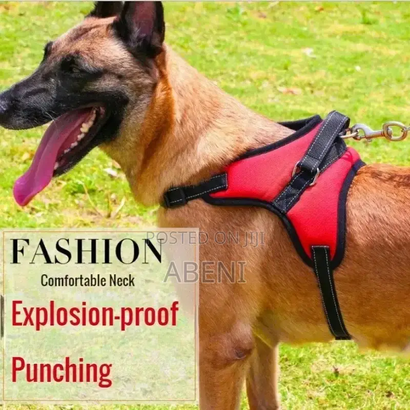 Dog Harness