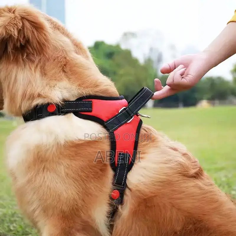 Dog Harness