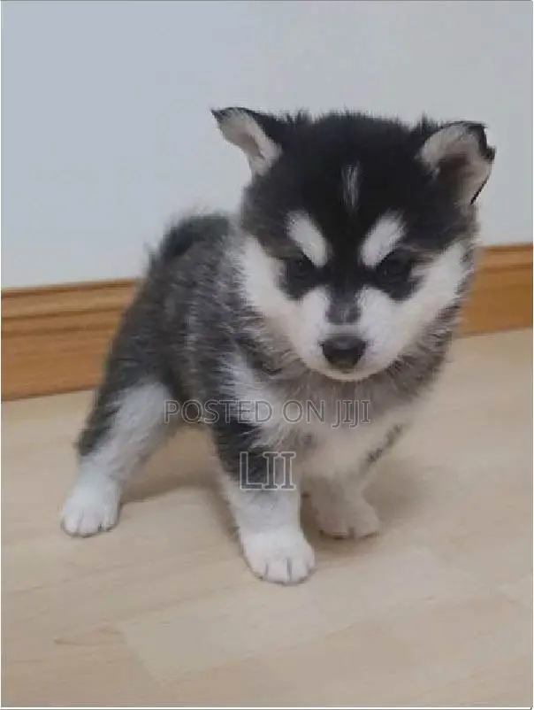 1-3 months Male Purebred Siberian Husky