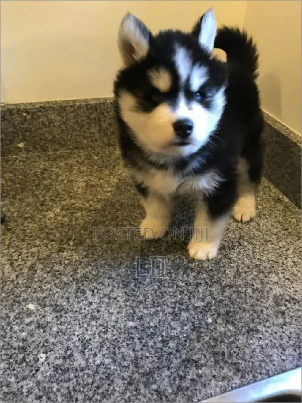 1-3 months Male Purebred Siberian Husky