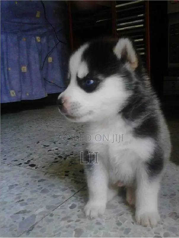 1-3 months Male Purebred Siberian Husky