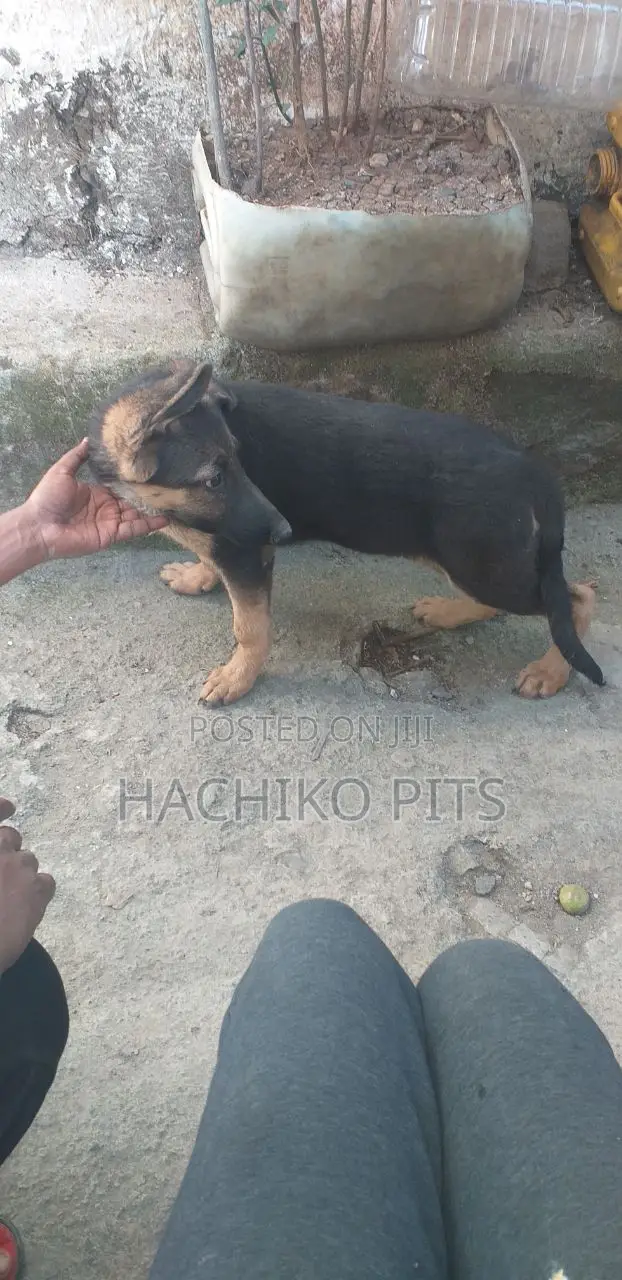 3-6 months Female Purebred German Shepherd