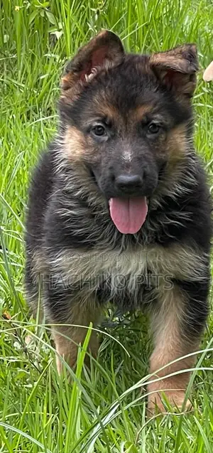 Photo - 1-3 months Male Purebred German Shepherd