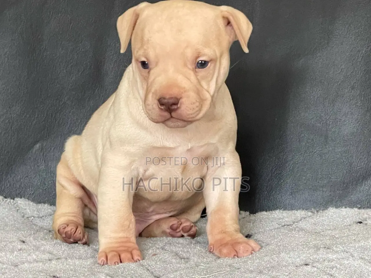 3-6 months Male Purebred American Pit Bull Terrier