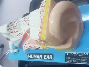 Ear Model