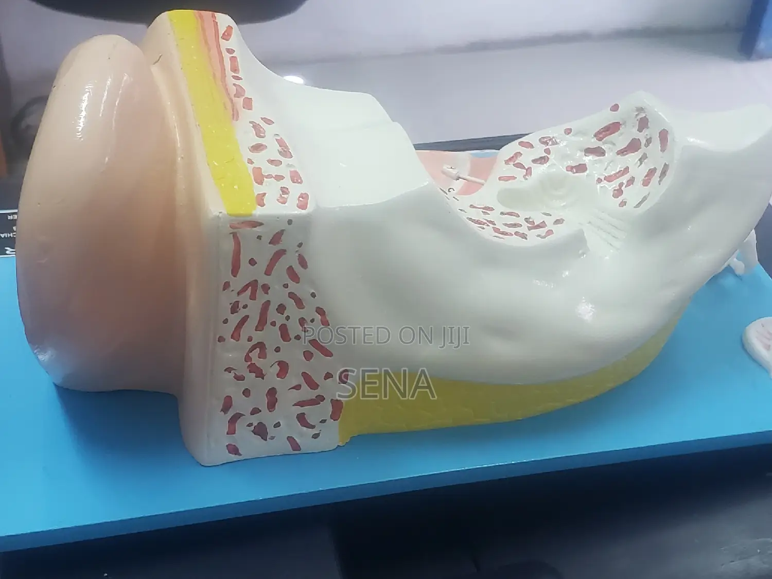 Ear Model