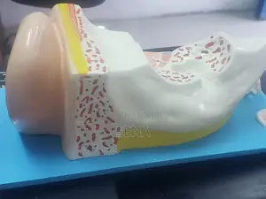 Ear Model