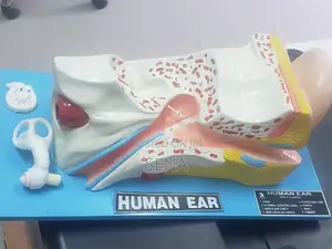 Ear Model
