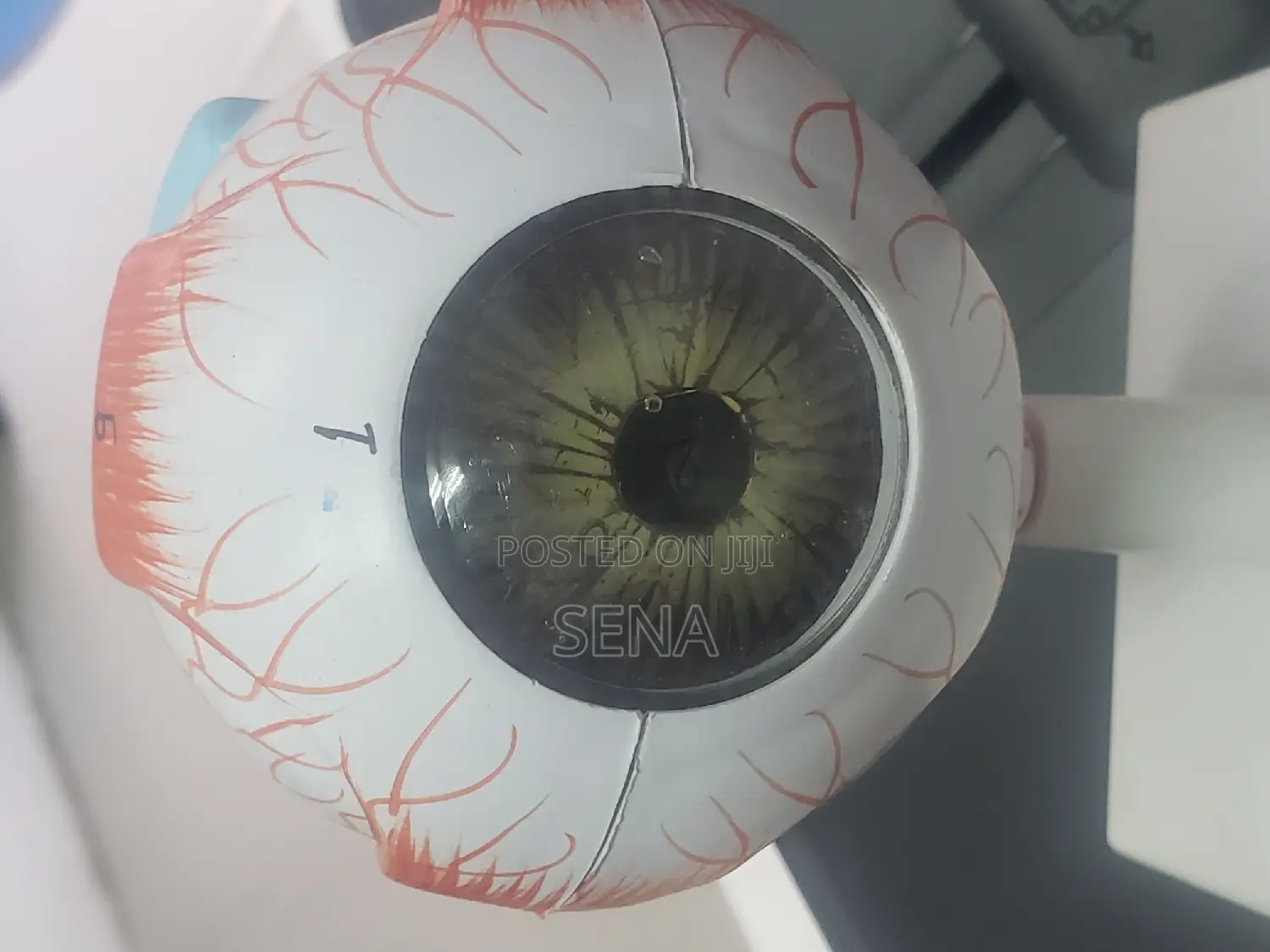 Eye Model
