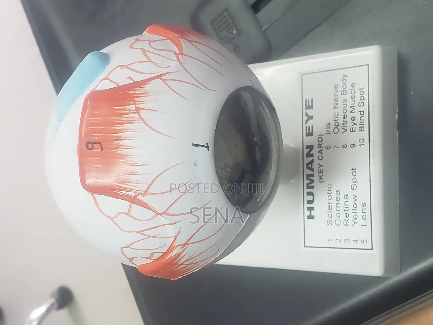 Eye Model