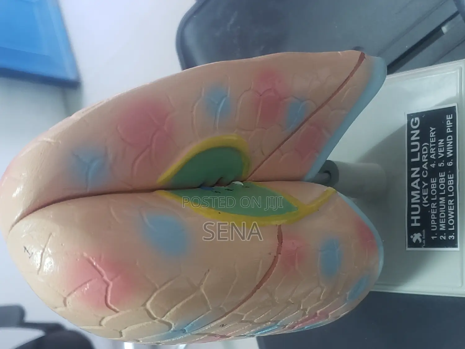 Lung Model