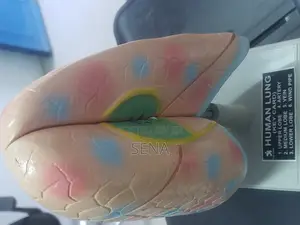 Lung Model