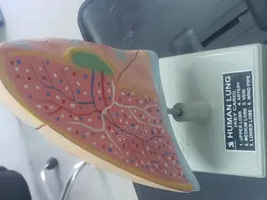 Lung Model