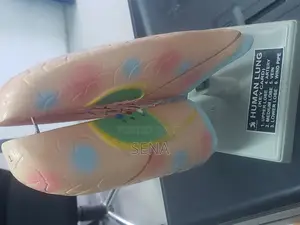 Lung Model