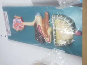 Digestive System Model