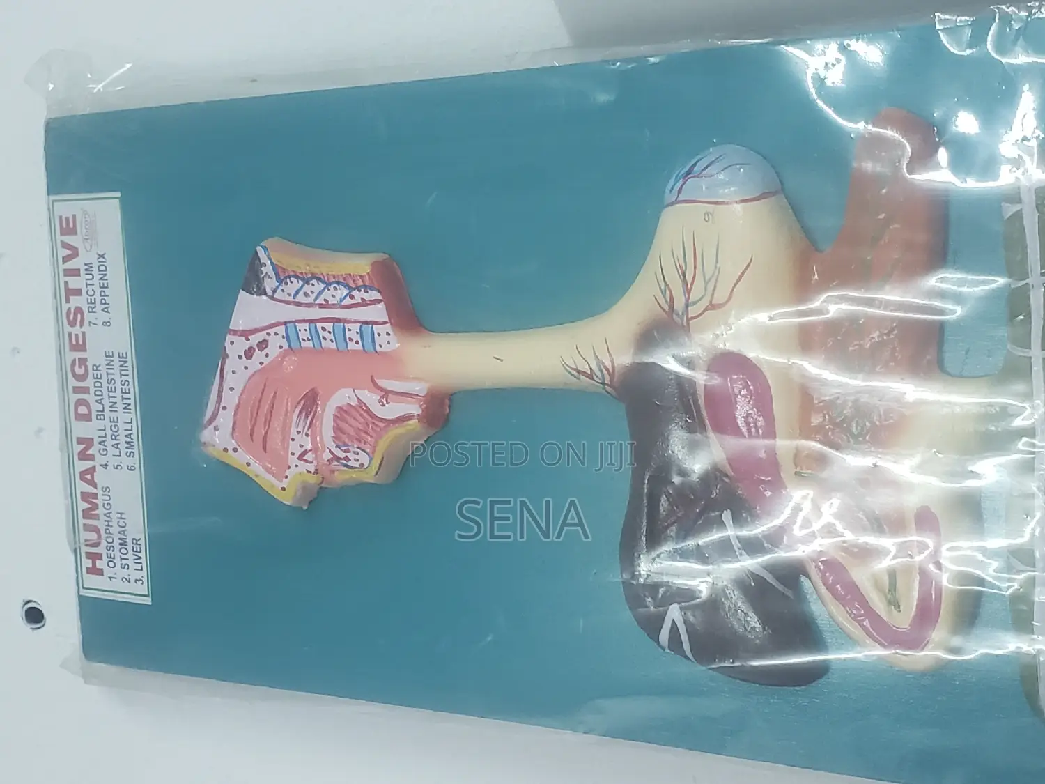 Digestive System Model