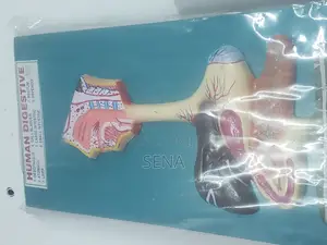 Digestive System Model