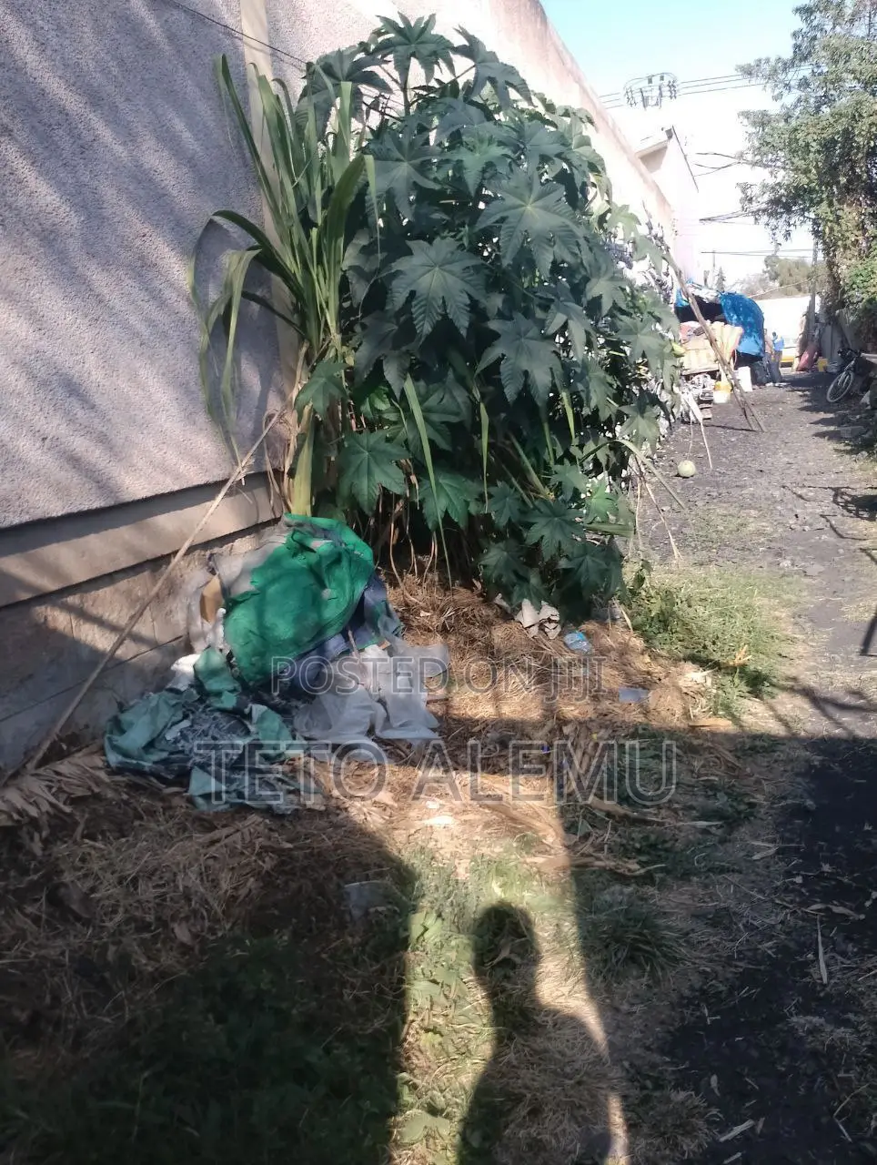 የሚሸጥ ቦታ ጉርድ ሾላ